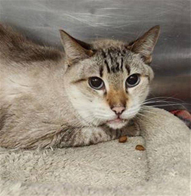 MONTANA/BENNY - Siamese available for adoption