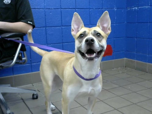 MIA - German Shepherd Dog / American Pit Bull Terrier available for adoption