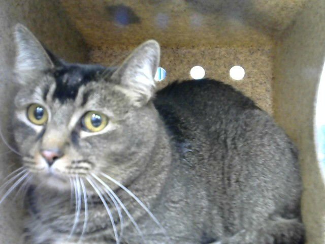 RICKY - Abyssinian available for adoption