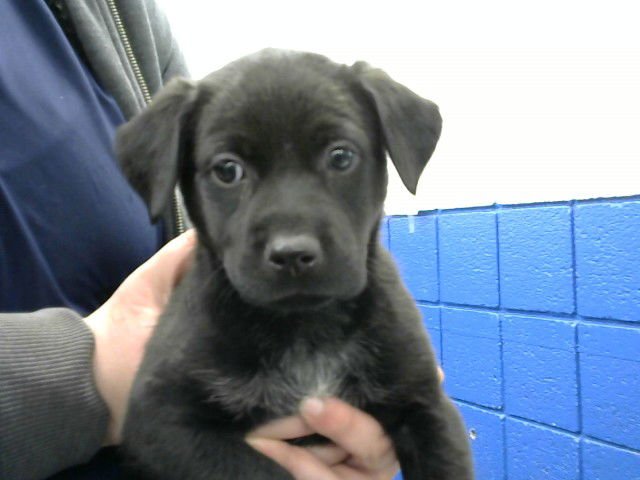 TRIANGLE - Australian Cattle Dog/Blue Heeler available for adoption