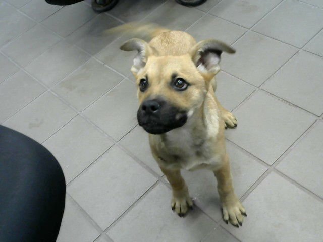 BABY BOY - Pug / Belgian Shepherd Malinois available for adoption