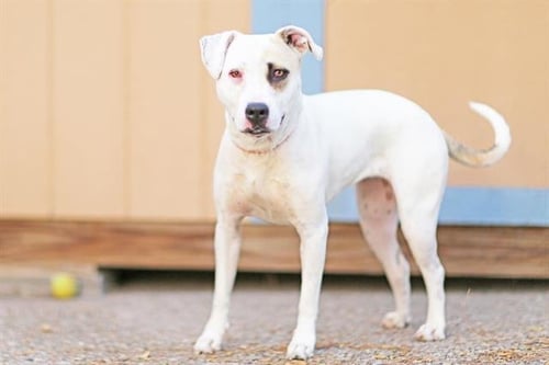 DASHER - American Pit Bull Terrier for adoption in Rio Rancho
