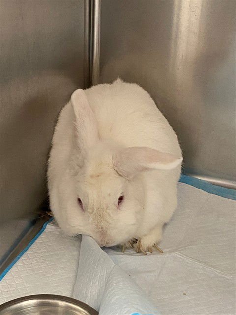 BUNNY - Shorthaired Rabbit available for adoption