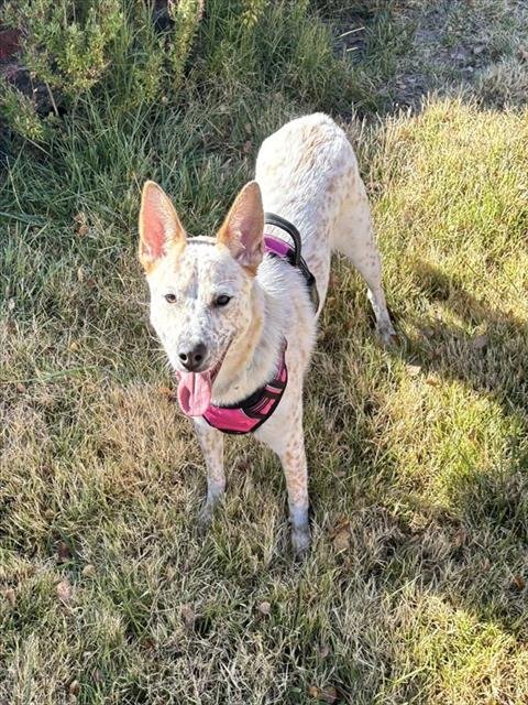 BINGO - Australian Cattle Dog/Blue Heeler available for adoption