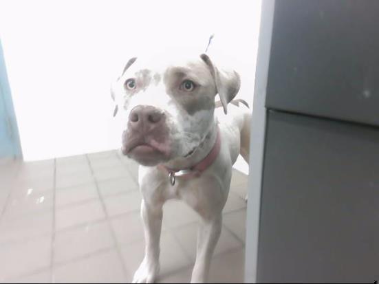 LUNA - American Pit Bull Terrier available for adoption