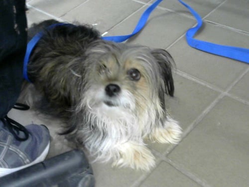 FAITH - Chihuahua available for adoption