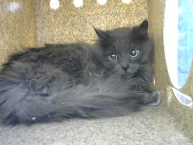 SPEEDY - Domestic Medium Hair available for adoption