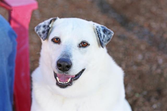 IRIS - Queensland Heeler available for adoption