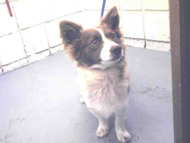 ZANZOR - Pembroke Welsh Corgi available for adoption