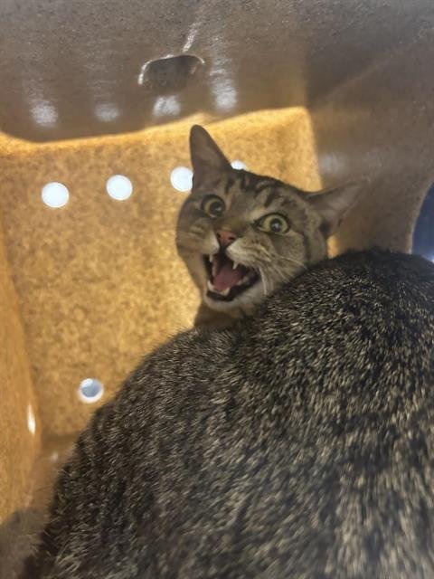 LEMON BEAR - Domestic Short Hair available for adoption