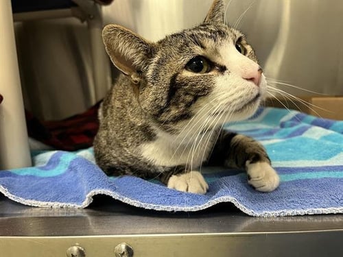 SMOKEY - Domestic Short Hair available for adoption