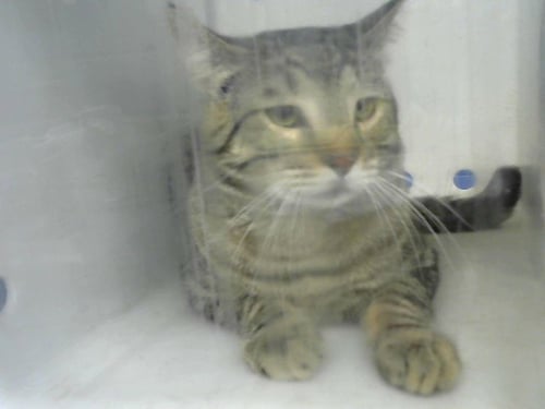 TAB - Domestic Short Hair available for adoption