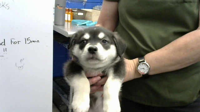 SPATZ - Husky available for adoption