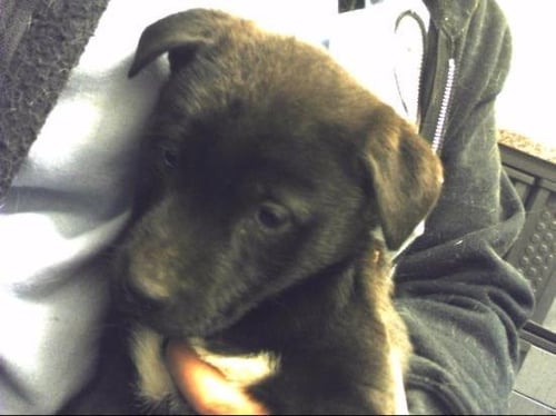 LUNA - Queensland Heeler / German Shepherd Dog available for adoption