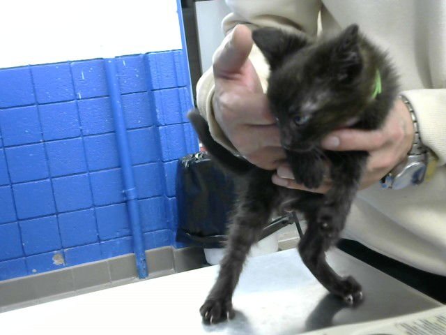 EMMY - Domestic Short Hair available for adoption