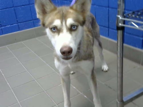 SKY - Siberian Husky available for adoption