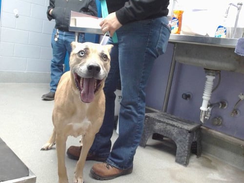 BLUE - German Shepherd Dog available for adoption