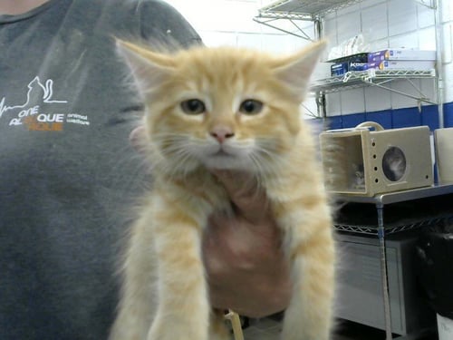 KATE BISHOP - Domestic Short Hair available for adoption