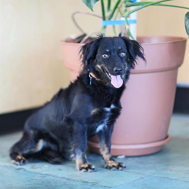 COCO - Dachshund available for adoption