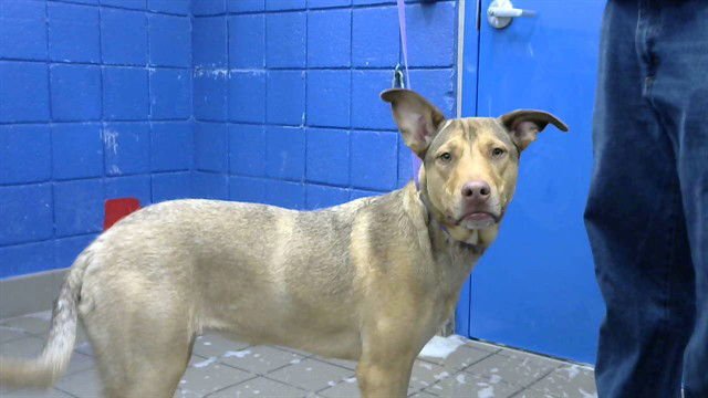 MISA - Labrador Retriever available for adoption