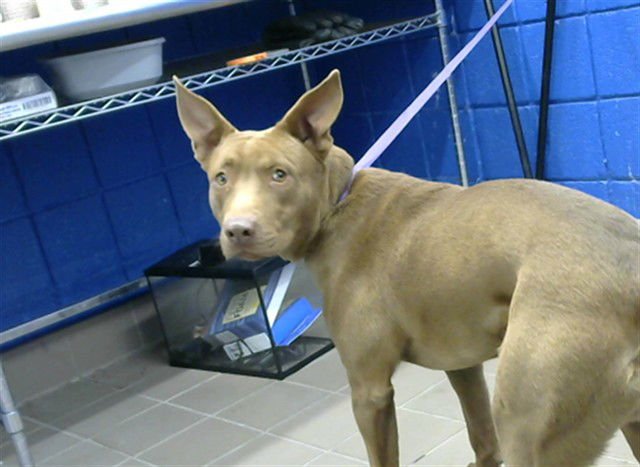 DOM - Labrador Retriever / Australian Cattle Dog/Blue Heeler available for adoption