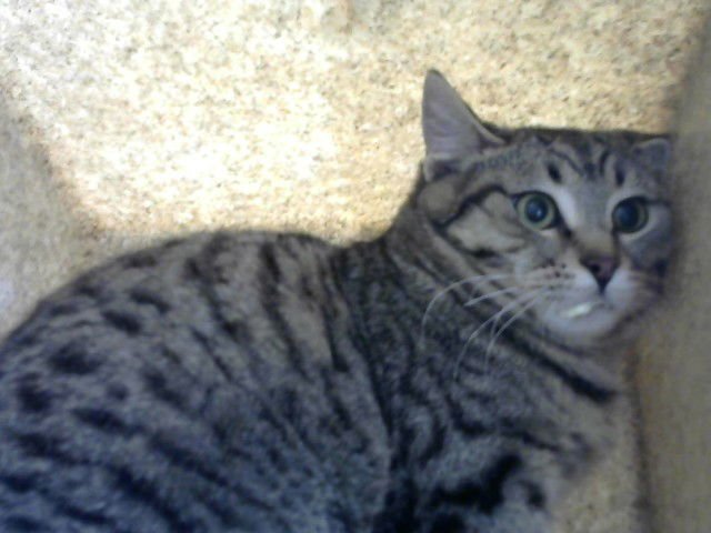 ICE CREAM - Domestic Short Hair available for adoption