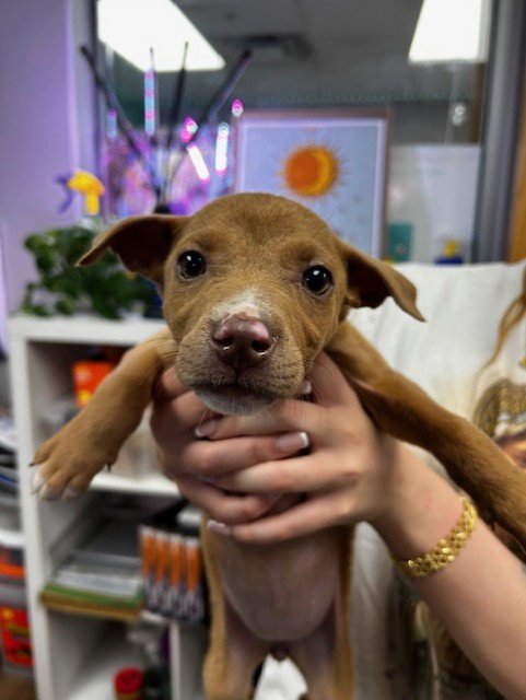 DUCK - Labrador Retriever available for adoption