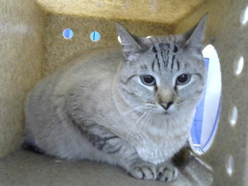 ATLANTIS - Domestic Short Hair available for adoption