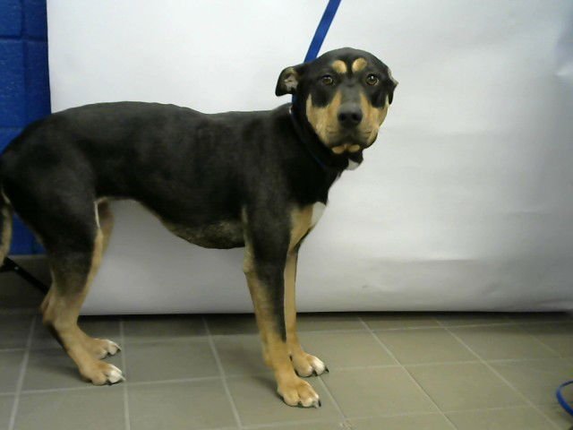 DAPHNE - Rottweiler available for adoption