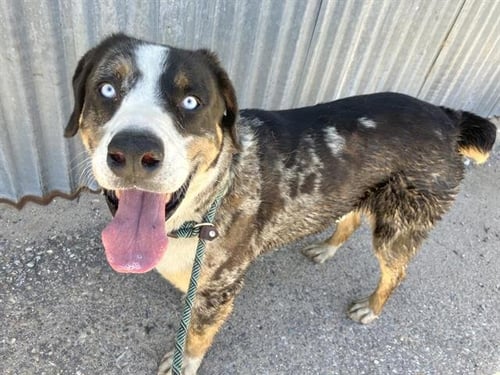 CENTRAL - Husky available for adoption