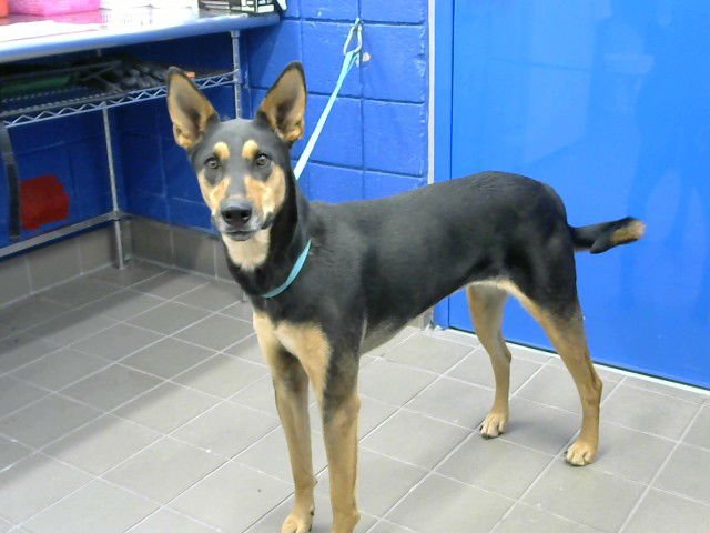 DONNA - Australian Kelpie / Doberman Pinscher available for adoption