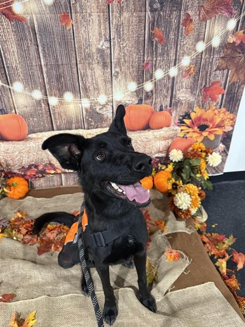 ASHER - Australian Cattle Dog/Blue Heeler available for adoption