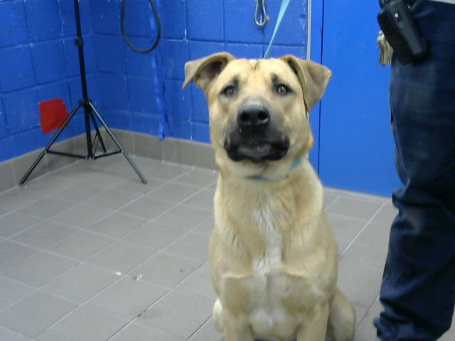 WOOPER - German Shepherd Dog available for adoption