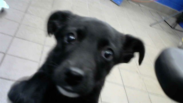 SHANNA - Podengo Portugueso available for adoption