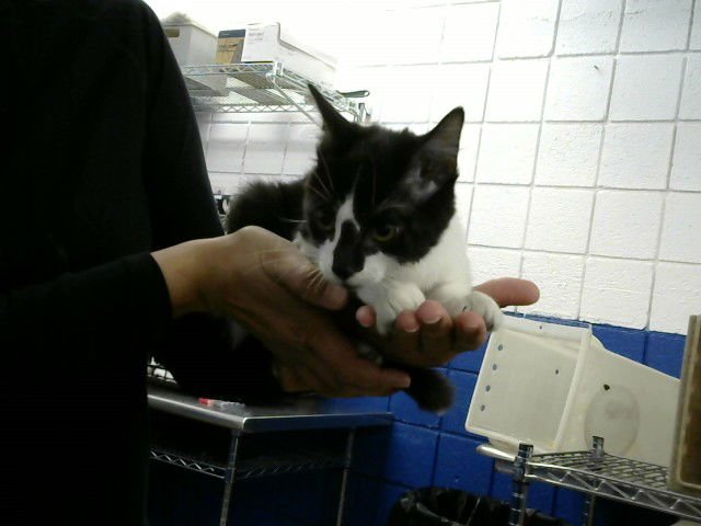 BANE - Domestic Medium Hair available for adoption