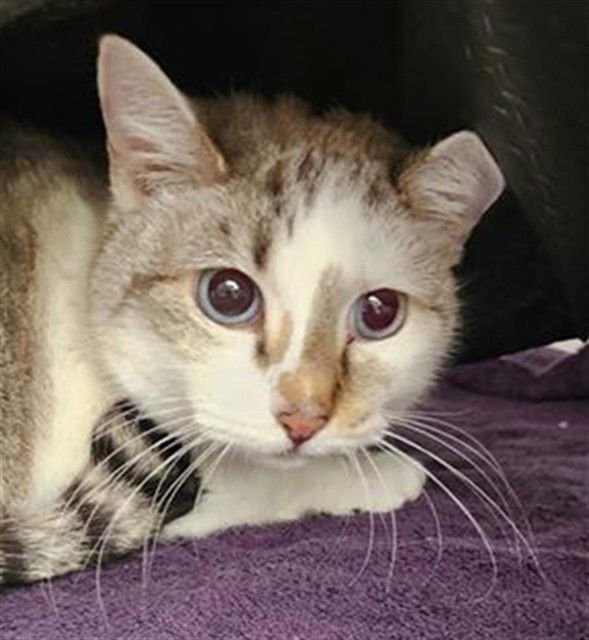 AKUMI - Domestic Short Hair available for adoption