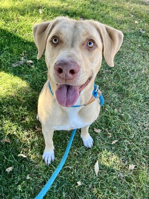 PRINCESS - Labrador Retriever available for adoption