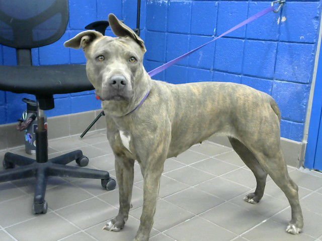 D O G - American Pit Bull Terrier available for adoption
