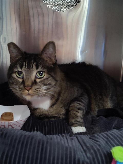 WILLOW - Domestic Short Hair available for adoption