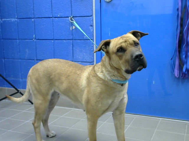 CANELA - Chinese Shar-Pei available for adoption