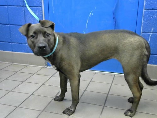 BELLA - Australian Cattle Dog/Blue Heeler available for adoption