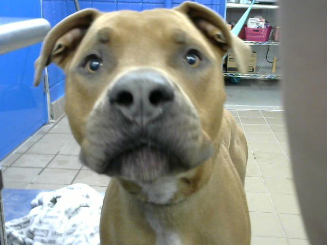 ROWDY - Cane Corso Mastiff available for adoption