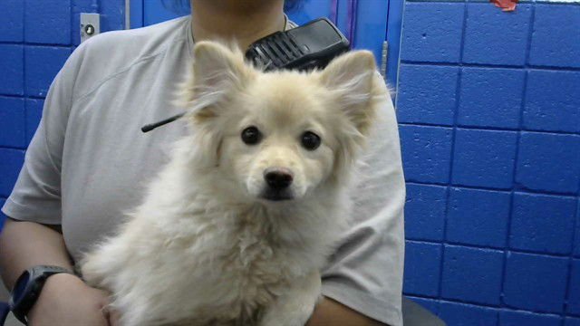 TANYA - Pomeranian available for adoption