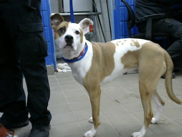 CLOE - American Pit Bull Terrier / Australian Cattle Dog/Blue Heeler available for adoption