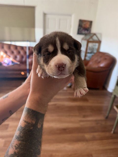 APRICOT BERRY - Husky available for adoption