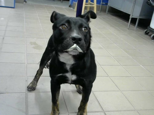 ALANA - Australian Shepherd available for adoption