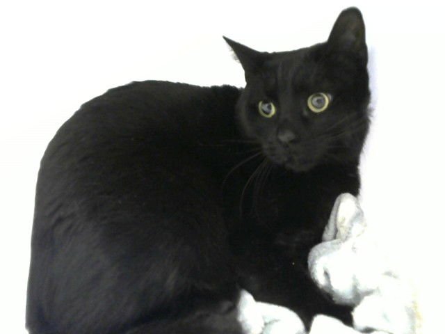 BIER - Domestic Short Hair available for adoption