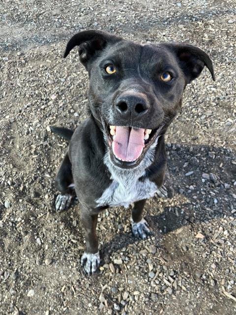 TACO - Australian Cattle Dog/Blue Heeler available for adoption