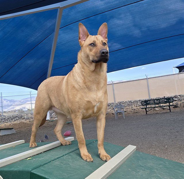 LILY - German Shepherd Dog / Siberian Husky available for adoption