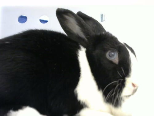 RUBY - Shorthaired Rabbit available for adoption